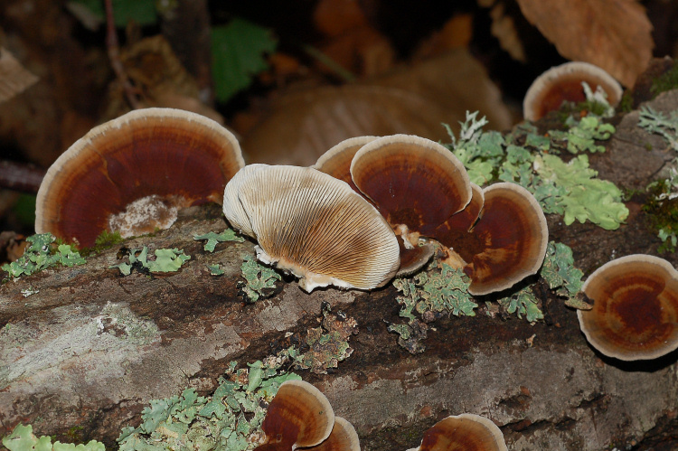 Spore molto ricurve di Daedaleopsis confragosa var, tricolor